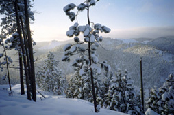 Black Hills Cabin Rental  - Hidden Treasure Ranch