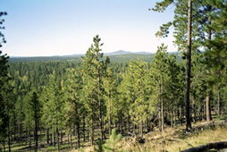 Black Hills Cabin Rental  - Hidden Treasure Ranch